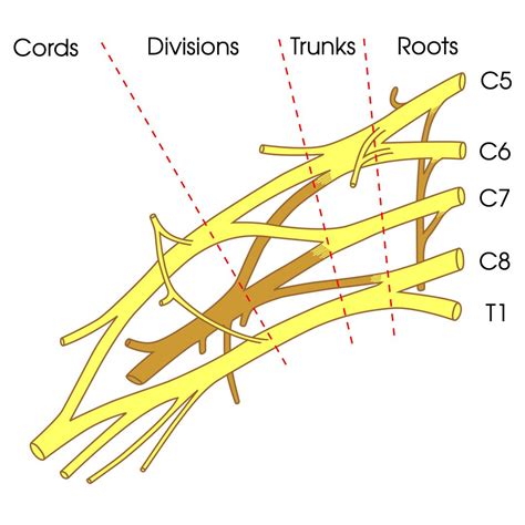 Brachial Plexus | AnatomyZone