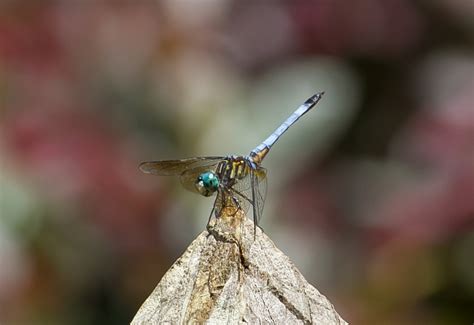 Dragonfly Free Stock Photo - Public Domain Pictures