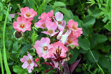 Small pale pink flowers and green leaves. Photograph by Oana Unciuleanu - Fine Art America