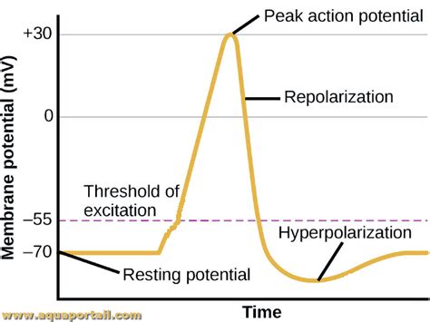 Hyperpolarisation : définition et explications