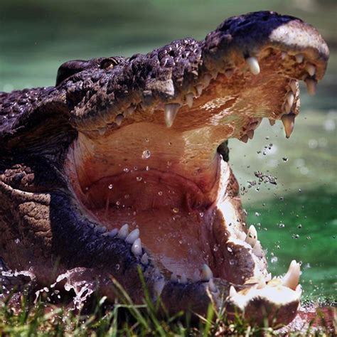 What the CROC? Shock video reveals crocodiles galloping at speeds of 11mph | Nature | News ...