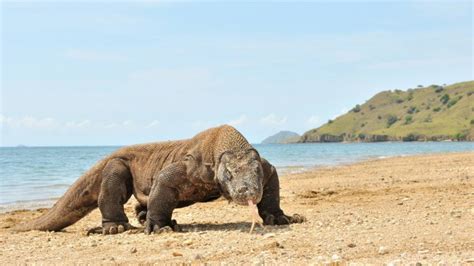 5 Fakta Tentang Hewan Komodo, Binatang Purba yang Ramai Diperbincangkan ...