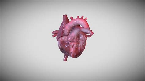 Human heart - Download Free 3D model by Freddan755 [3342c8c] - Sketchfab