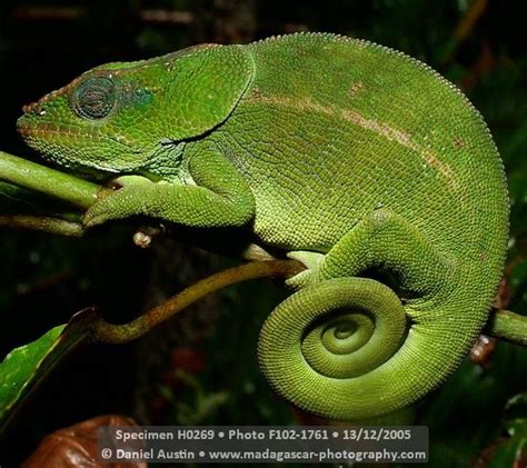 13 best Chameleons of Madagascar images on Pinterest | Chameleon, Chameleons and Madagascar