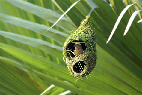 Types of Bird Nests