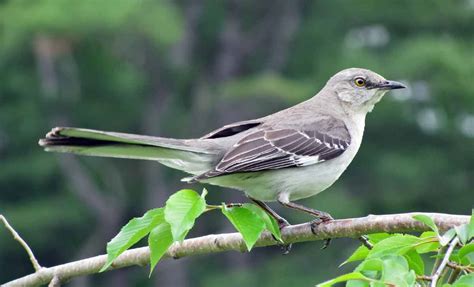 Northern Mockingbird - Call | Facts | Sound | Diet | Range | Song ...