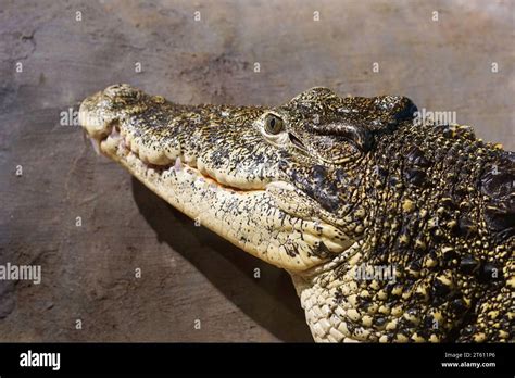 Cuban Crocodile at Flå Bear Park Norway Stock Photo - Alamy