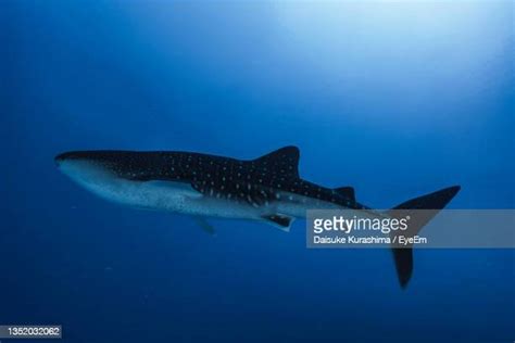 Great White Shark Silhouette Photos and Premium High Res Pictures - Getty Images