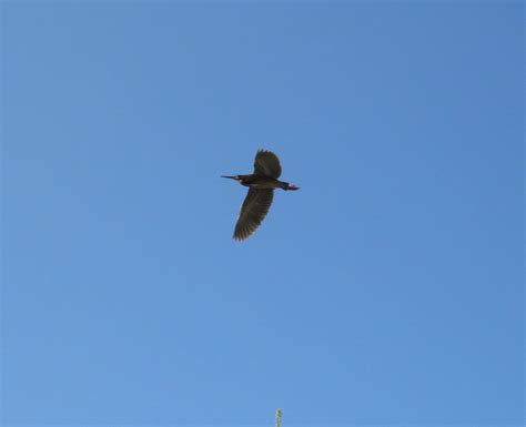 Green heron in flight | Green heron, Heron, Birds