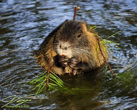 Rats! | Nutria rat that is | JVegas Photography | Flickr