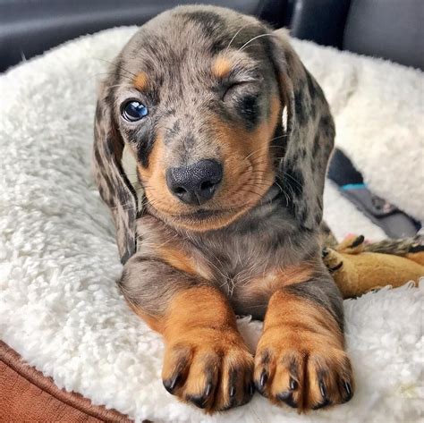 Cute Dapple Dachshund Puppy... If you love dachshunds, visit our blog to find the best products ...