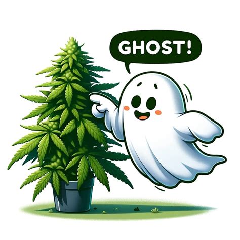 Ghost OG Strain Review: Effects & Grow Guide