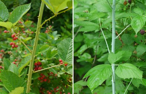 Blackberry-black raspberry | Identify that Plant