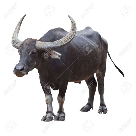 Carabao Isolated On White Background Stock Photo, Picture And Royalty ...