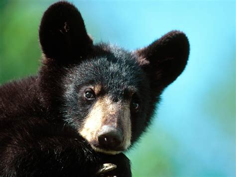 Image - Im All Ears American Black Bear Cub Minnesota-1600x1200.jpg - Seekers Wiki