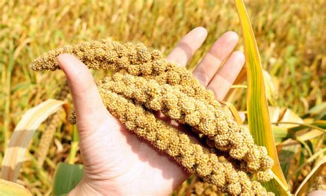 IS MILLET THE NEXT QUINOA? WHICH IS MORE NUTRITIOUS? - SPUD.ca