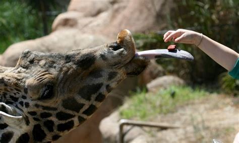 Giraffe Feeding Time - Communicate Science