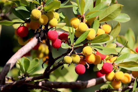 Lychee Growing Tips, Techniques, Ideas, and Secrets | Gardening Tips