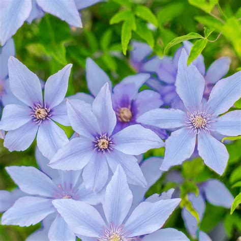 Spring Hill Nurseries Blue Sugar Sweet Blue Clematis Vine Plant in 1 ...