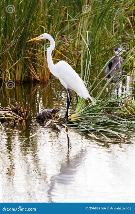 Snowy egret stock photo. Image of turtle, egret, wetland - 256882566