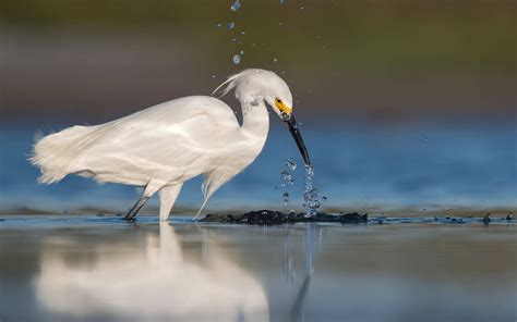 Snowy Egret | Audubon Field Guide