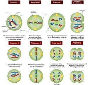 Meiosis - Definition, Stages, Function and Purpose | Biology Dictionary