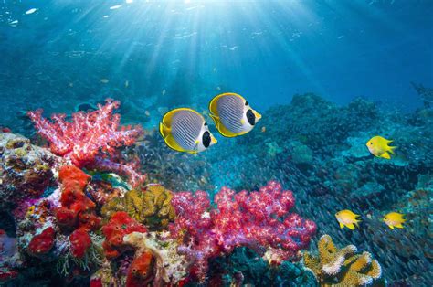 10 Ways to Protect Coral Reefs When You Travel