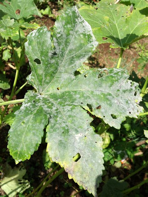 Okra: Powdery mildew | Read: www.ctahr.hawaii.edu/oc/freepub… | Flickr