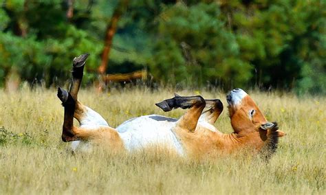 Radioactive Chernobyl Horses Are Happier Without Humans | by Tim Denning | Medium