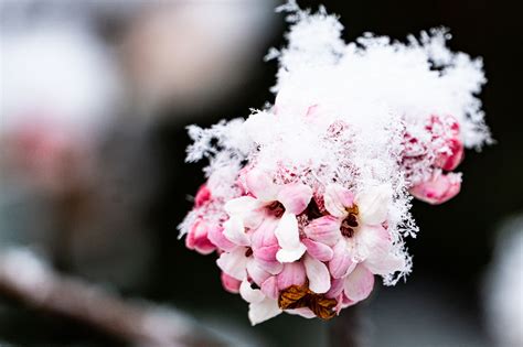 Winter Snow Flower - Free photo on Pixabay - Pixabay