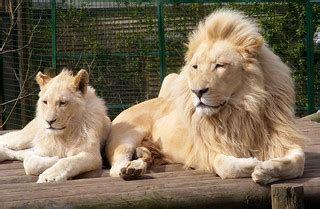 White lions | White lions, father and son, Paradise Park, Br… | Flickr