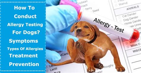 How To Conduct Allergy Testing For Dogs? Symptoms & Types Of Allergies, Treatment and Prevention ...