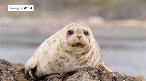 7 Harbor Seal interesting facts - Zoological World