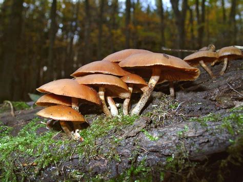 Free photo: Poisonous mushroom. - Autumn, Fungus, Mushroom - Free Download - Jooinn