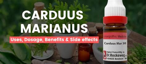 Carduus Marianus 30, 200, 1M - Uses, Benefits & Side Effects