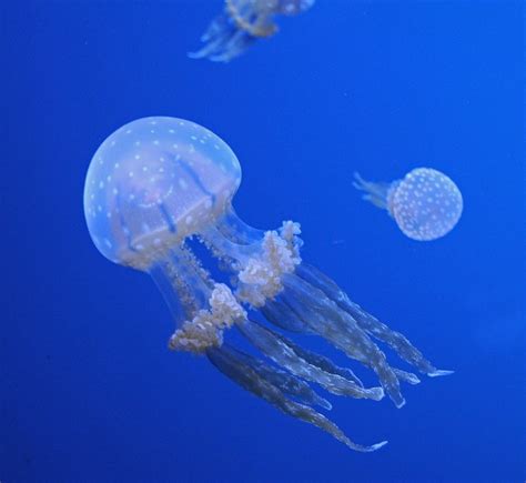 Difference Between Cnidaria and Ctenophora | Compare the Difference ...