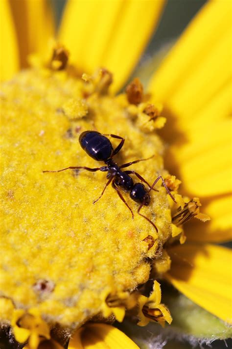 Formicidae - A ant on a yellow flower. | Yellow flowers, Macro photos ...