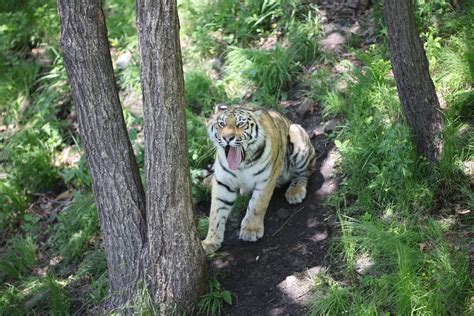 Amur tiger wild photos | WildCats Conservation Alliance