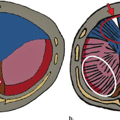 (a) Drawing (transverse view) of the developing diaphragm shows the ...