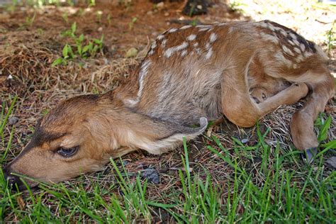 What to do if you encounter deer fawn – St George News