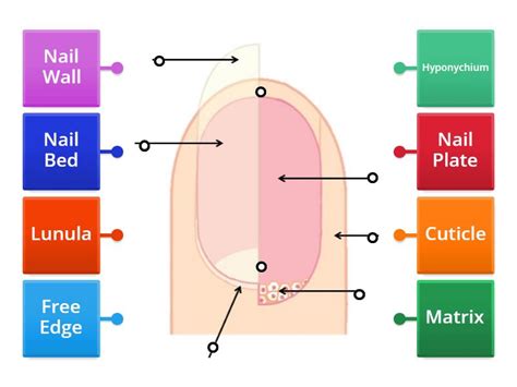 Anatomy of the Nail Structure - Labelled diagram