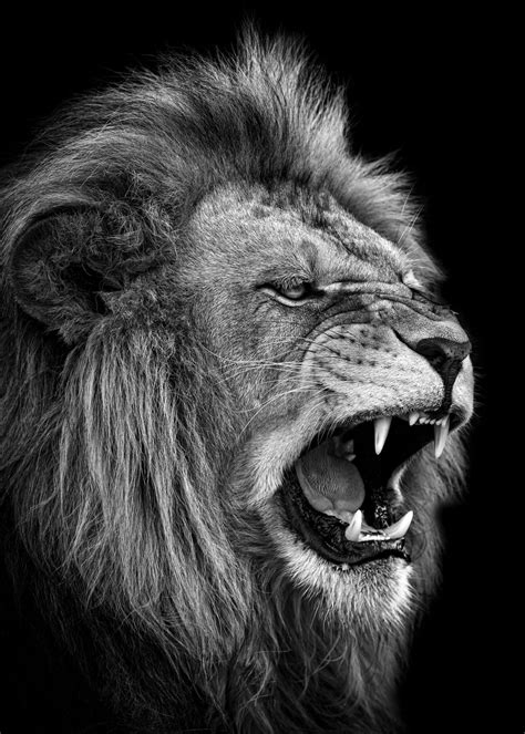 Roaring Black And White Lion Images - img-cahoots