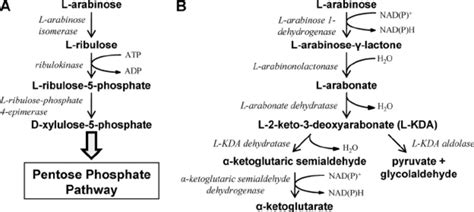 Pathways of L -arabinose metabolism in bacteria. (A) The... | Download Scientific Diagram