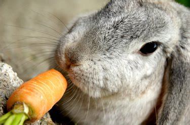 Can I Give My Rabbit Carrots? - Rabbits Life