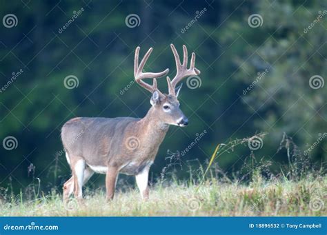 White-tailed Deer Buck with Velvet Antlers Stock Photo - Image of deer, wildlife: 18896532