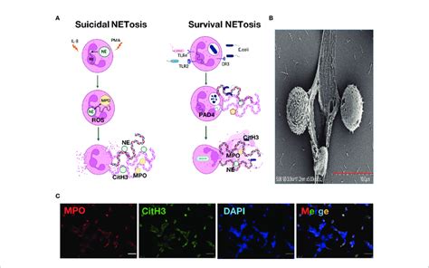 | Neutrophil Extracellular Traps. (A). Mechanism of neutrophil... | Download Scientific Diagram