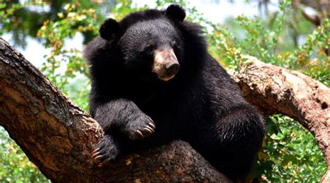 Despite tough laws, illegal bear trade continues in India: Study ...