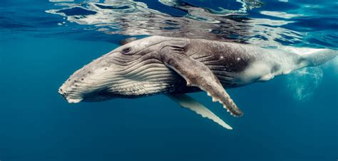 Types of Whales: Names, characteristics and more…