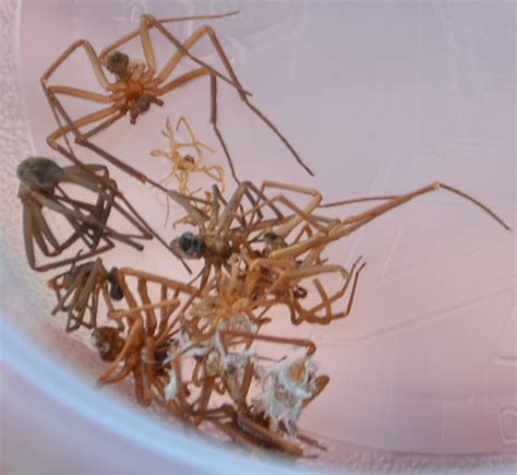 Dealing with a spider infestation in your garden - Home Doctor Pest