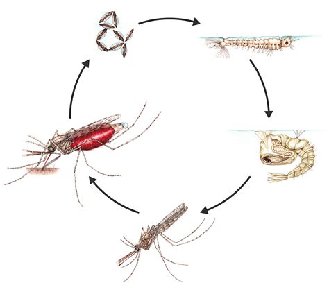 Mosquito Life Cycle Clipart